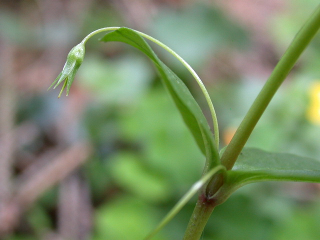 Lysimachia nemorum / Mazza d''oro boschiva